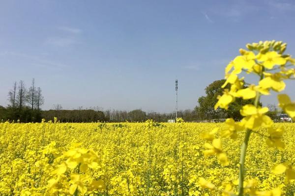 松江看油菜花的地方有哪些