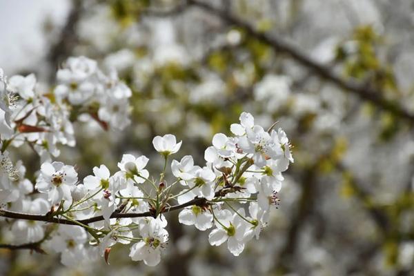 芜湖春天哪里看花