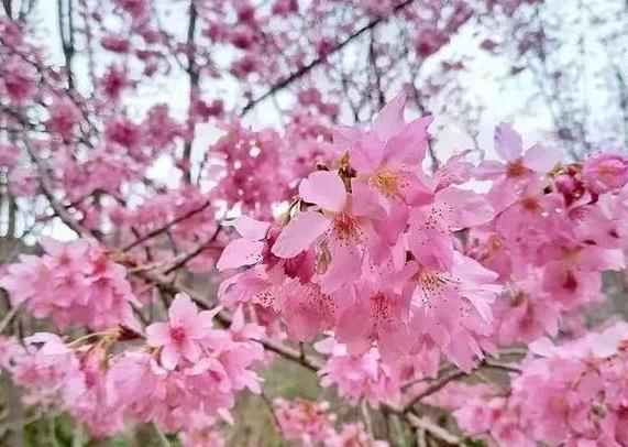 上海看染井吉野樱的地方在哪