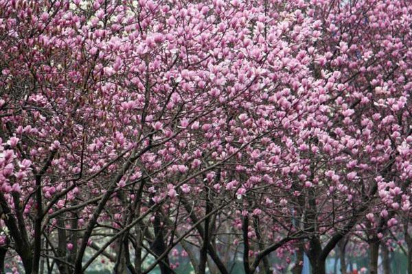 福州春天赏花的地方 附最佳观赏时间