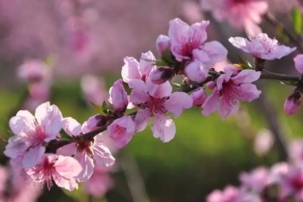 呼和浩特哪里看桃花