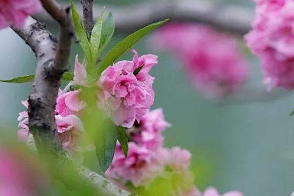 呼和浩特哪里看桃花