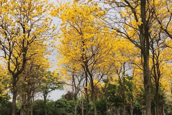 成都黄花风铃木哪里有 什么时候开花