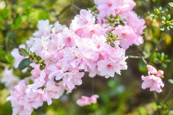 南京杜鹃花在哪里