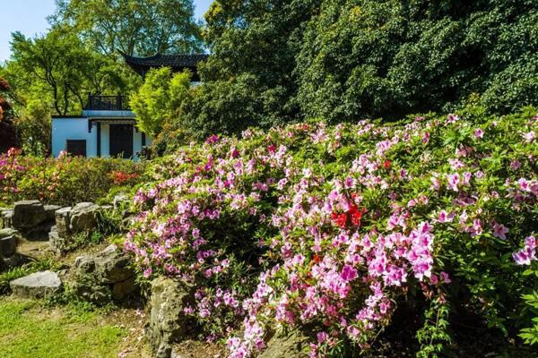 南京杜鹃花在哪里