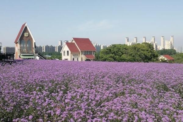 无锡雪浪山薰衣草花期2024 无锡雪浪山薰衣草门票价格