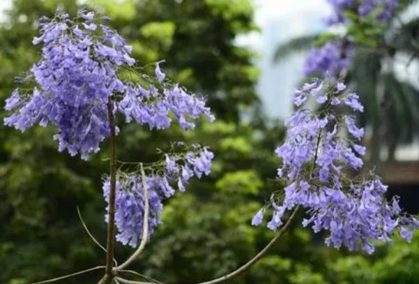 广州五月赏花地点有哪些