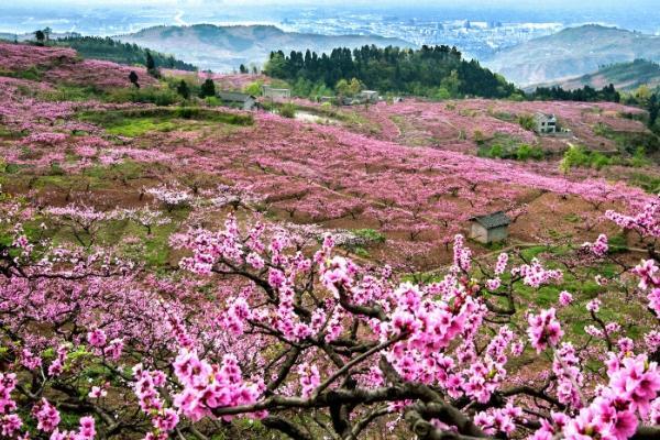 乌鲁木齐市及周边赏花踏青的地方有哪些