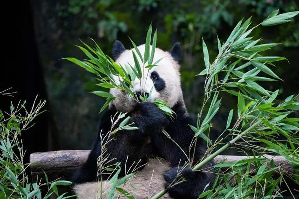 重庆亲子游适合去哪里