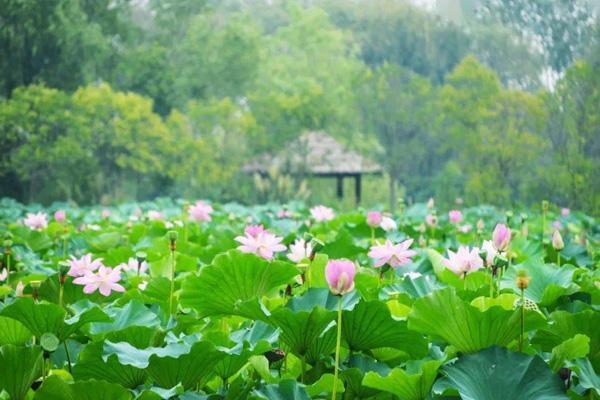 泗洪洪泽湖湿地公园旅游攻略