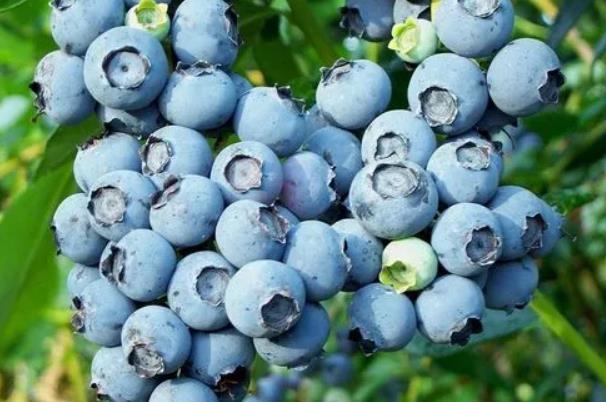 温州采摘蓝莓的地方有哪些