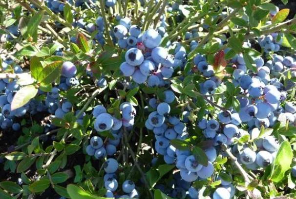 温州采摘蓝莓的地方有哪些