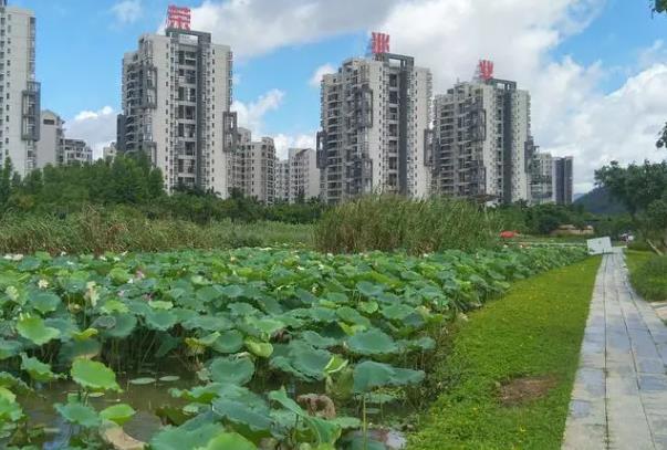 珠海赏荷花的地方有哪些