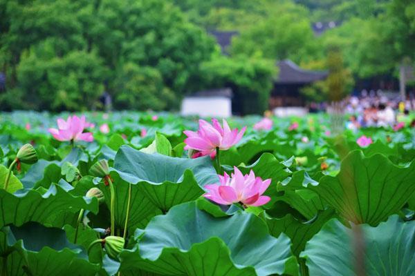 杭州哪里看荷花最美