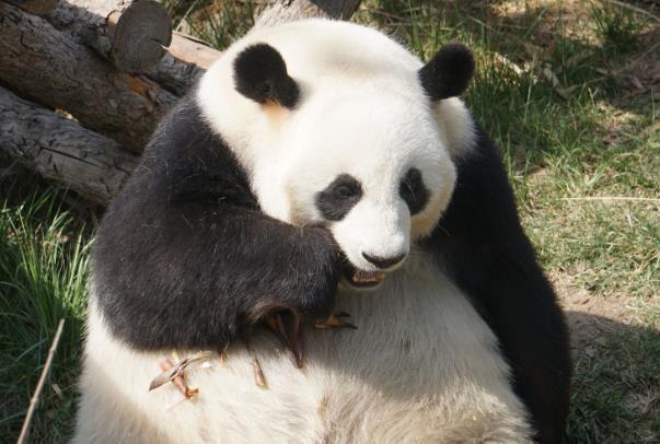 天津看大熊猫的地方有哪些