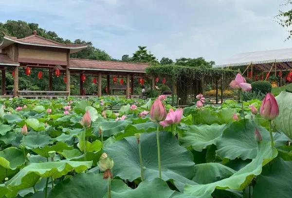 广州夏季赏花地点有哪些