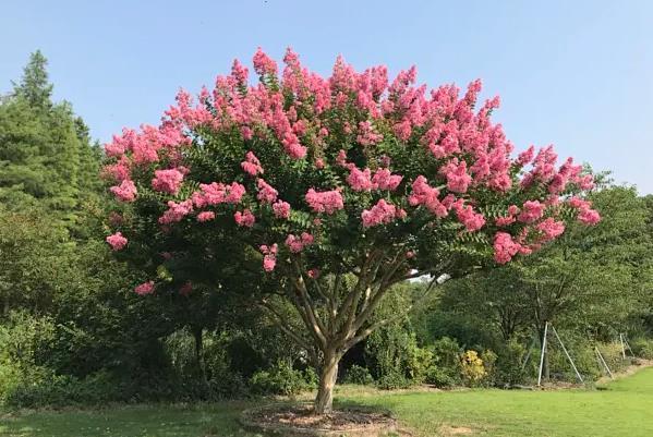 广州夏天有哪些花盛开