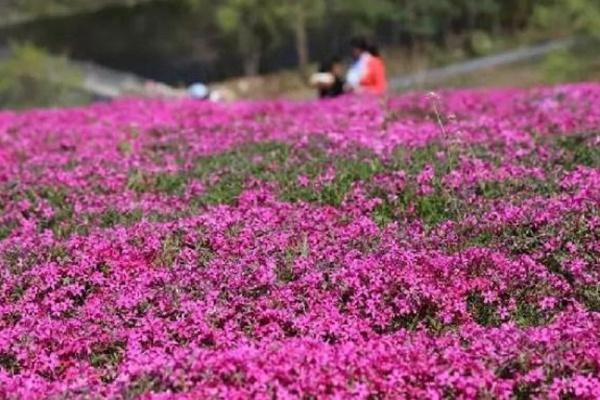 昆嵛山五大景区哪个最好