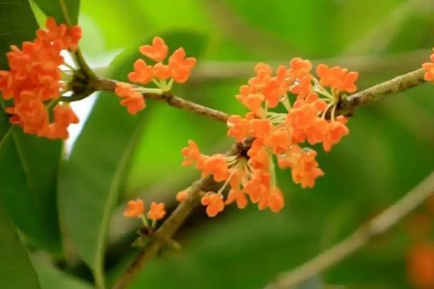 成都赏桂花哪些地方好