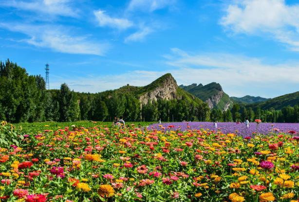 北京秋天看花海最好的地方