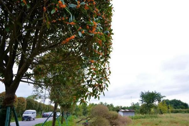 成都赏桂花哪些地方好