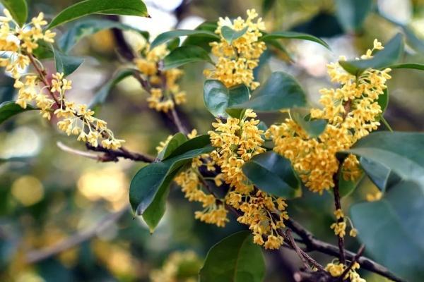 上海赏桂花去哪个地方最好