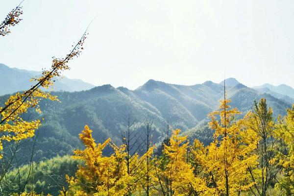 浙江哪里看银杏风景好