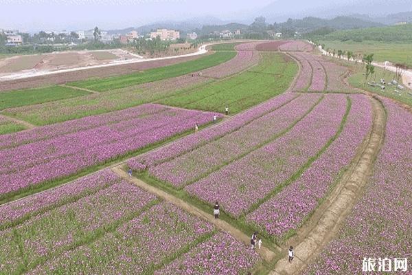 惠州秋天去哪里旅游+景点攻略