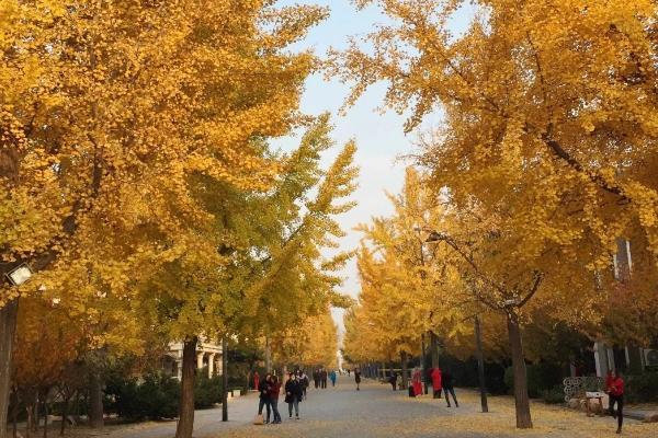 大连秋叶最佳观赏时间