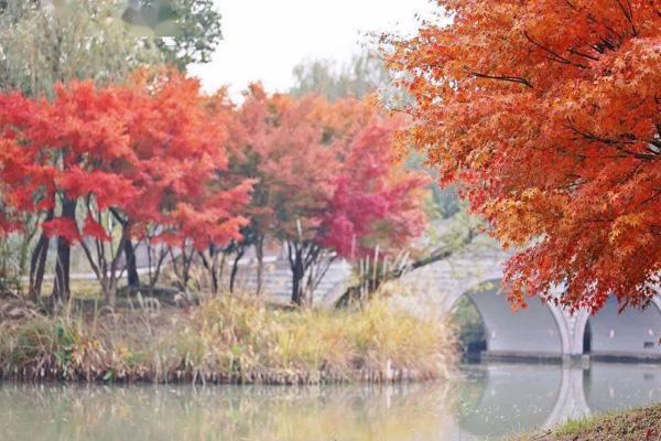 无锡哪里的枫叶最好看