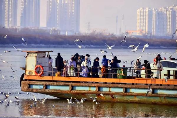 天津什么时候看海鸥最佳