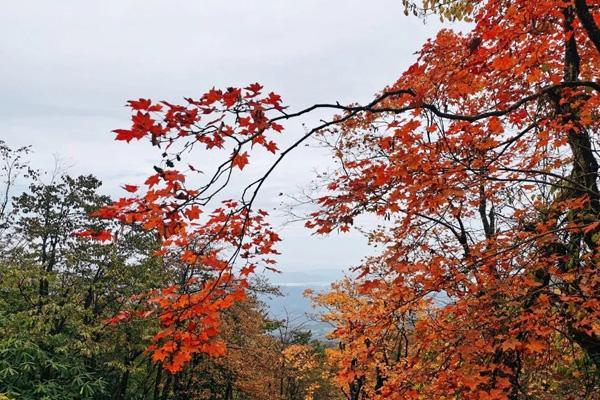 峨眉山哪里看红叶