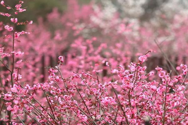 贵阳哪里可以看梅花