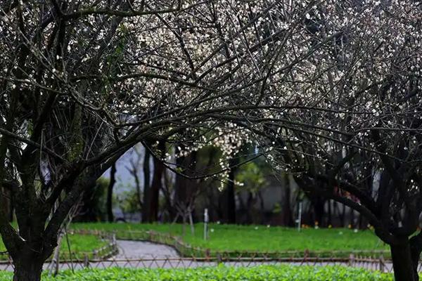 厦门哪里可以看梅花