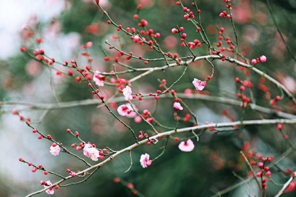 阜阳梅花打卡地点在哪