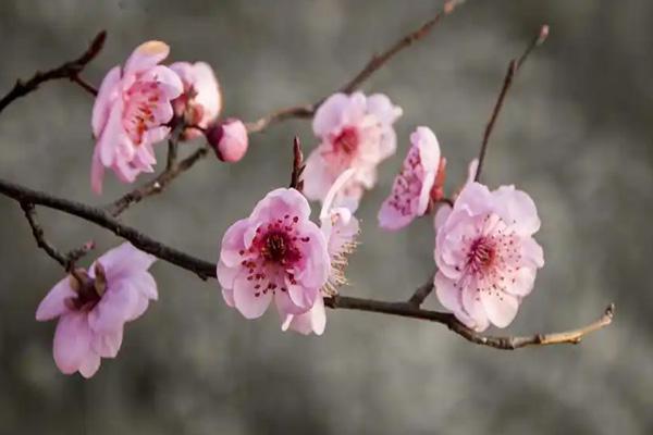 阜阳梅花打卡地点在哪