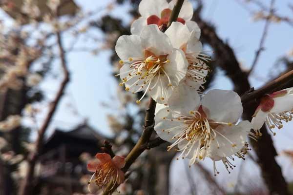 句容哪里有梅花看