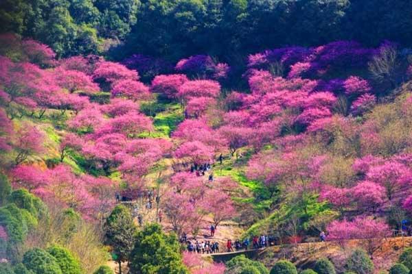 柯桥哪里有梅花