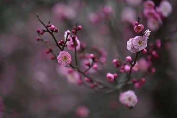 柯桥哪里有梅花