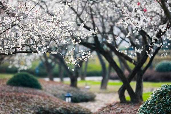 嵊州哪里看梅花