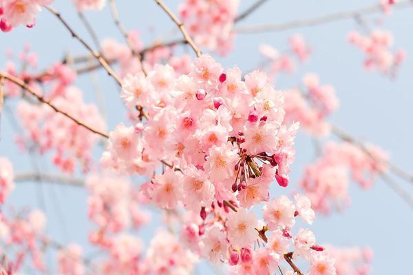 无锡樱花大道在哪里