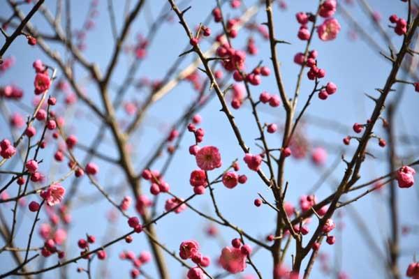 天津哪里有梅花