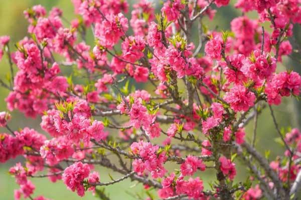 张家口看桃花去哪里好