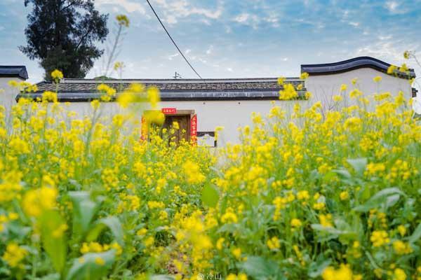 泉州哪里有油菜花海