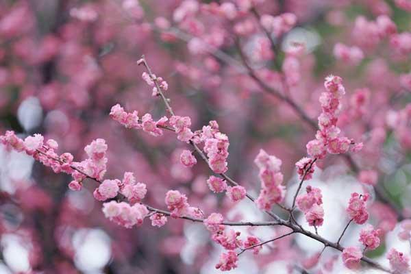 成都看梅花去哪里好