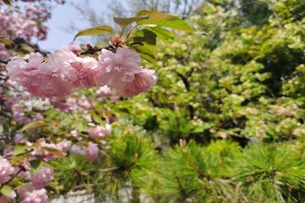 镇江哪里看樱花