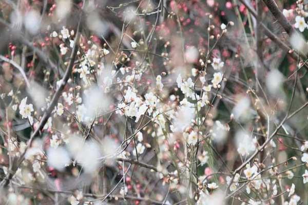 芜湖哪里有梅花看