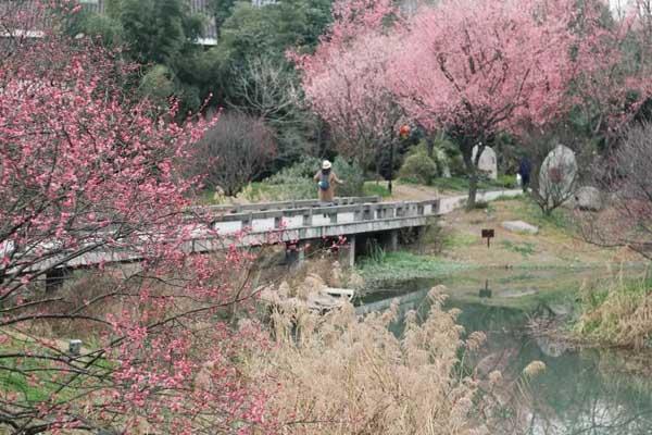 芜湖哪里有梅花看