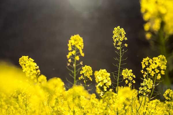 芜湖赏花的地方推荐