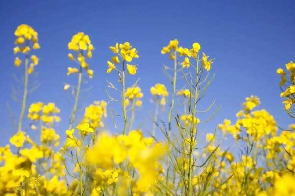 泉州哪里有油菜花花海